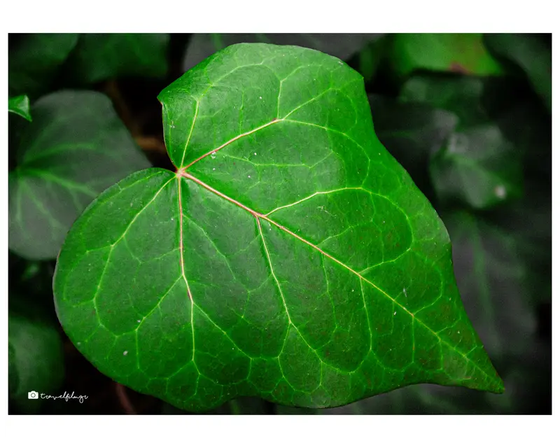 Nature’s Lines